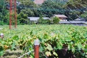 over view vineshelves
